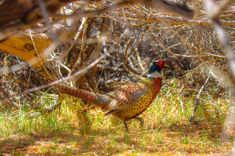 Photograph by Munkhzorig Baatar