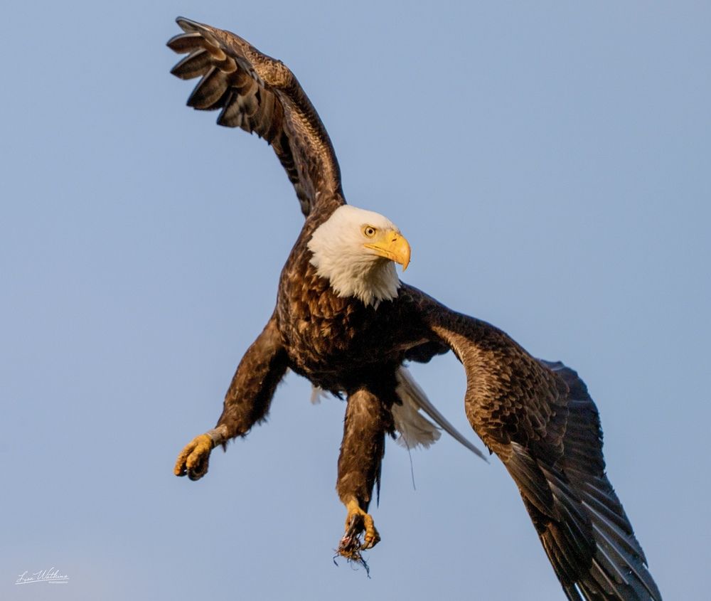 Photograph by Lisa Watkins