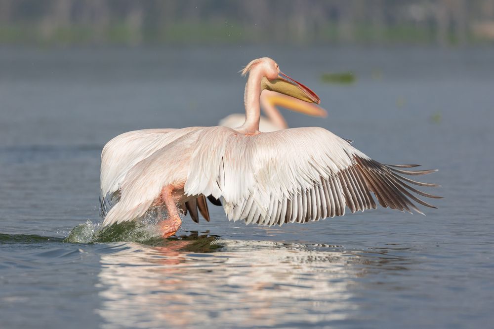 Фотография автора Rouchdy Nahed