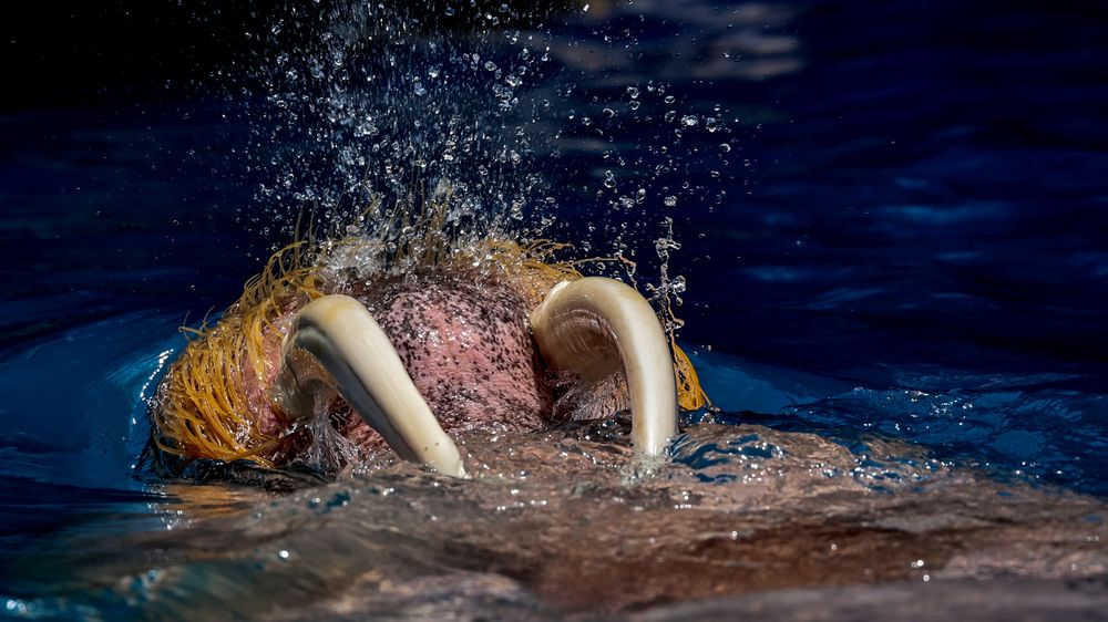 I am the Walrus!