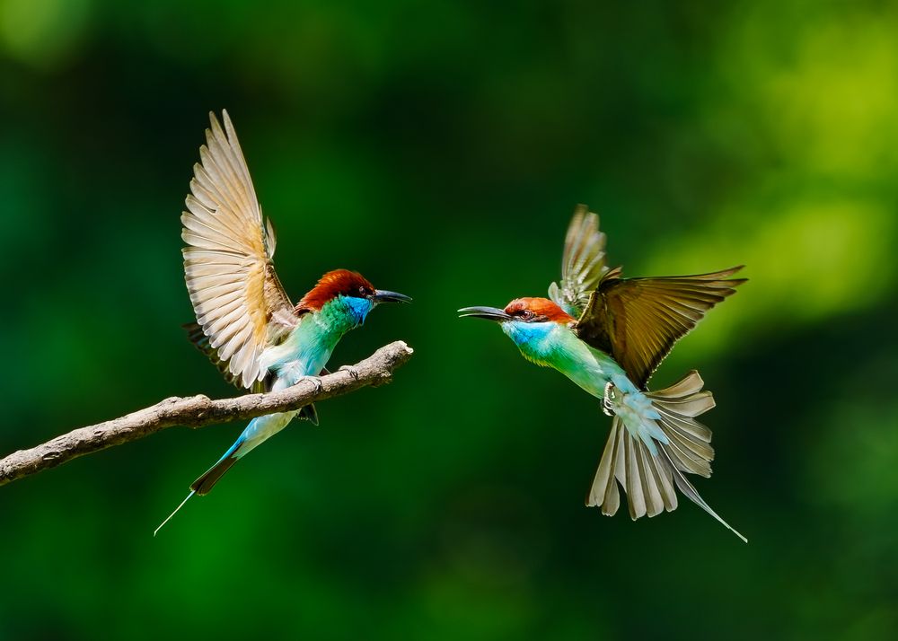 Photograph by APS KUMAR