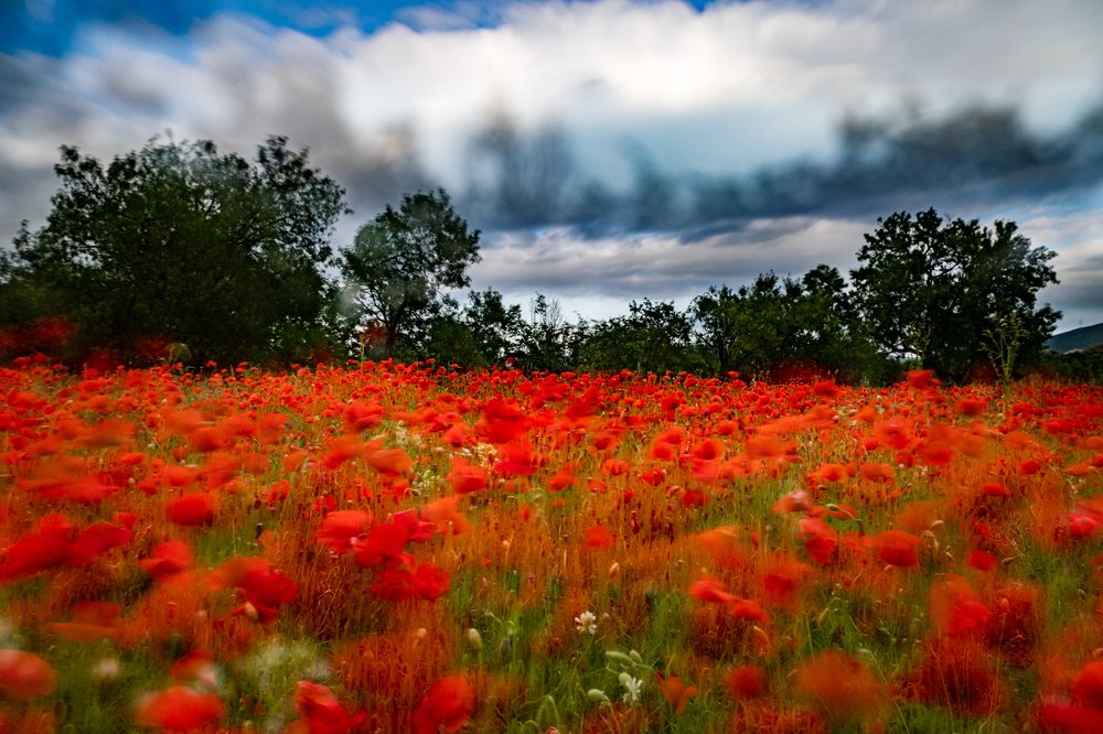 Photograph by OSCAR SAAVEDRA ROMERO