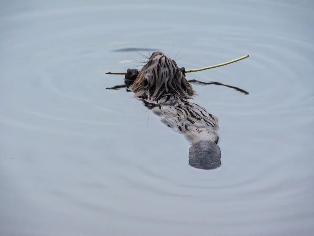 Photograph by Юлия Закопайло