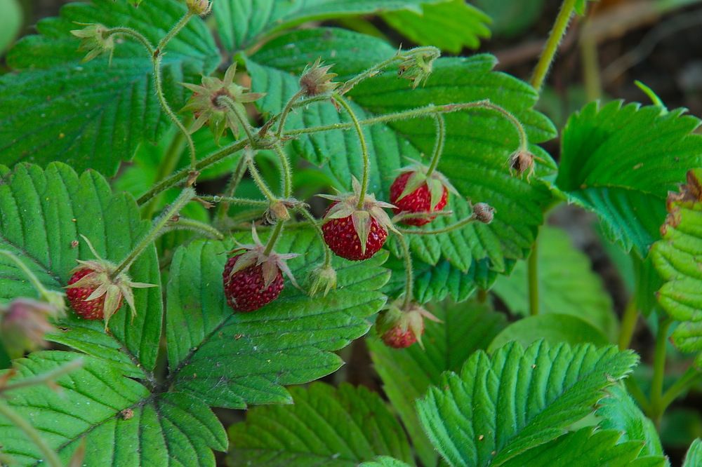 Photograph by Василий Быстрицкий