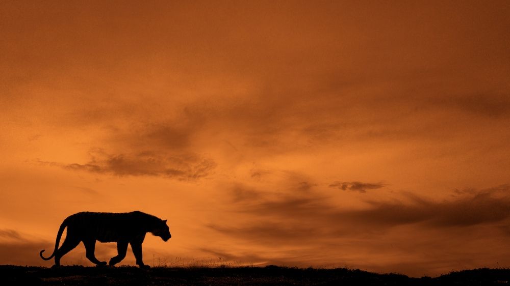 Photograph by Aryaman Dhiman