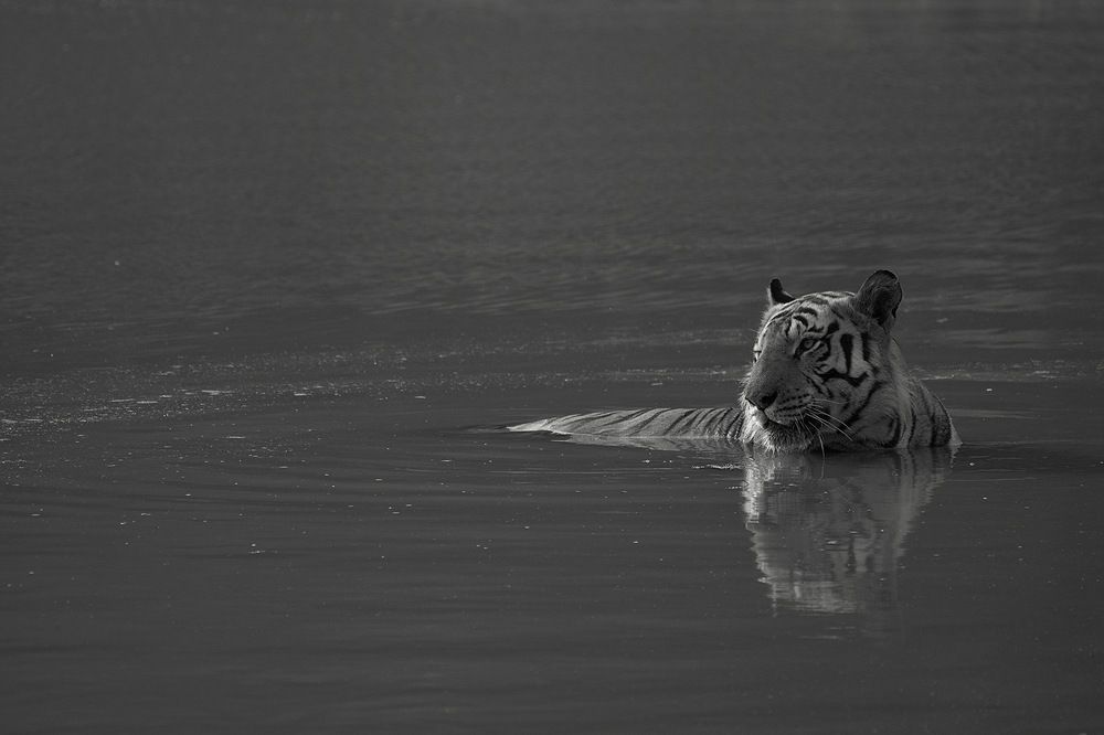 Фотография автора Aryaman Dhiman