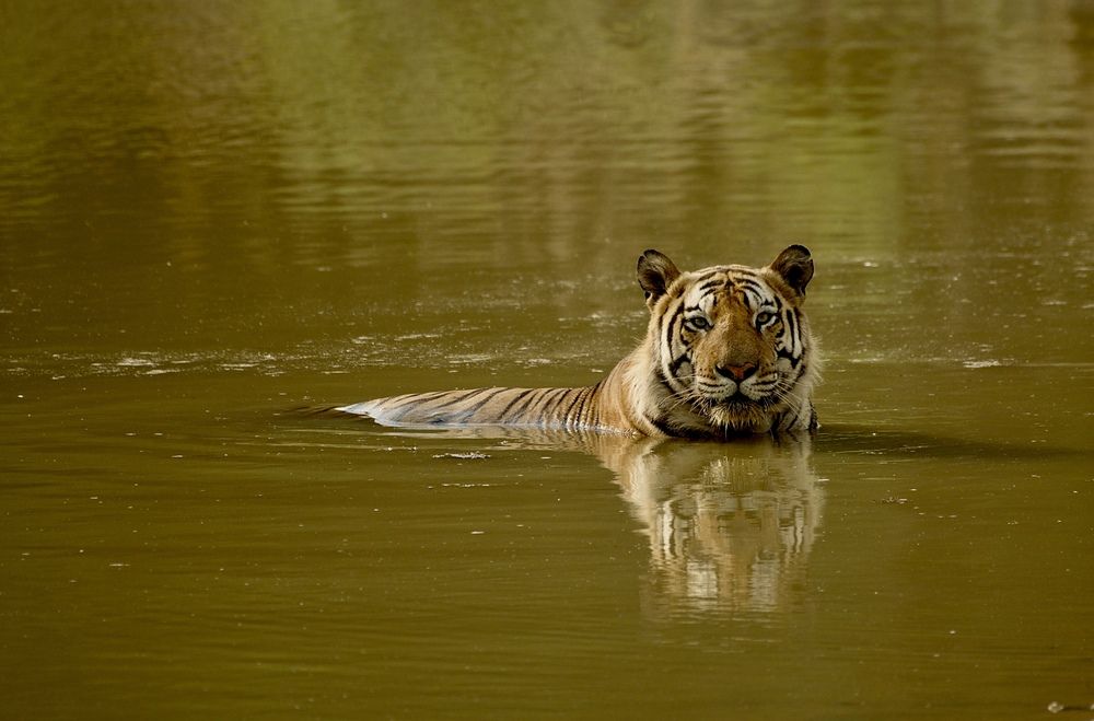 Фотография автора Aryaman Dhiman