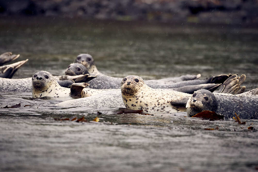 Photograph by Duc de Salier