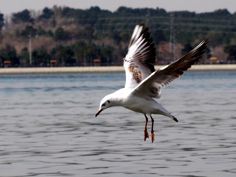 Photograph by Abdolreza Aleagha