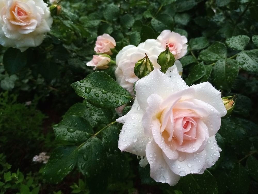 Фотография автора Наталья Визер