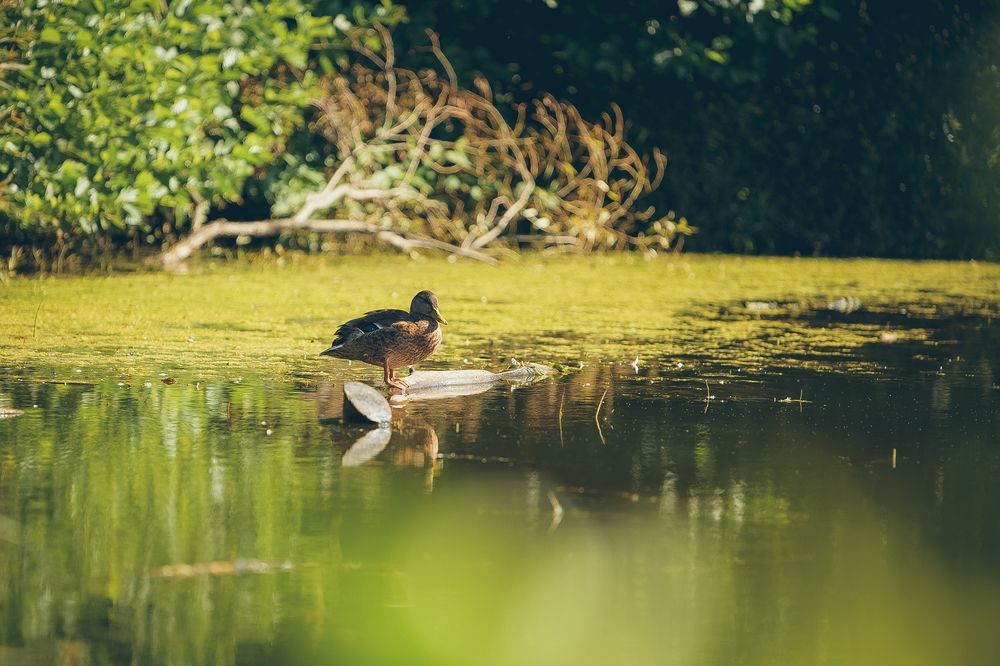 Фотография автора Николай Гришин