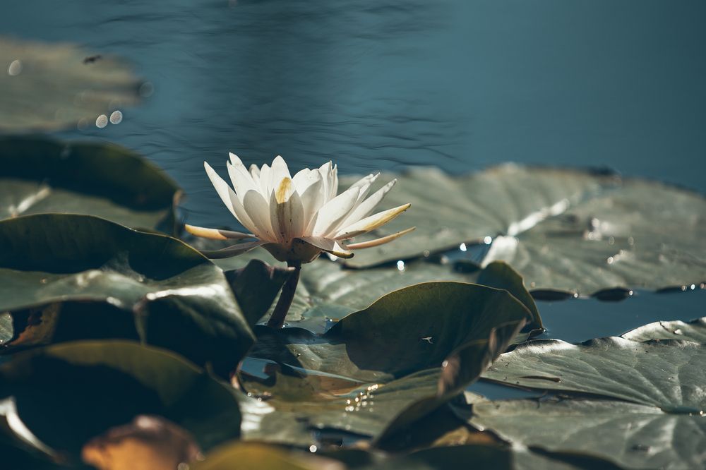 Фотография автора Николай Гришин