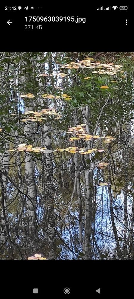 Водное отражение