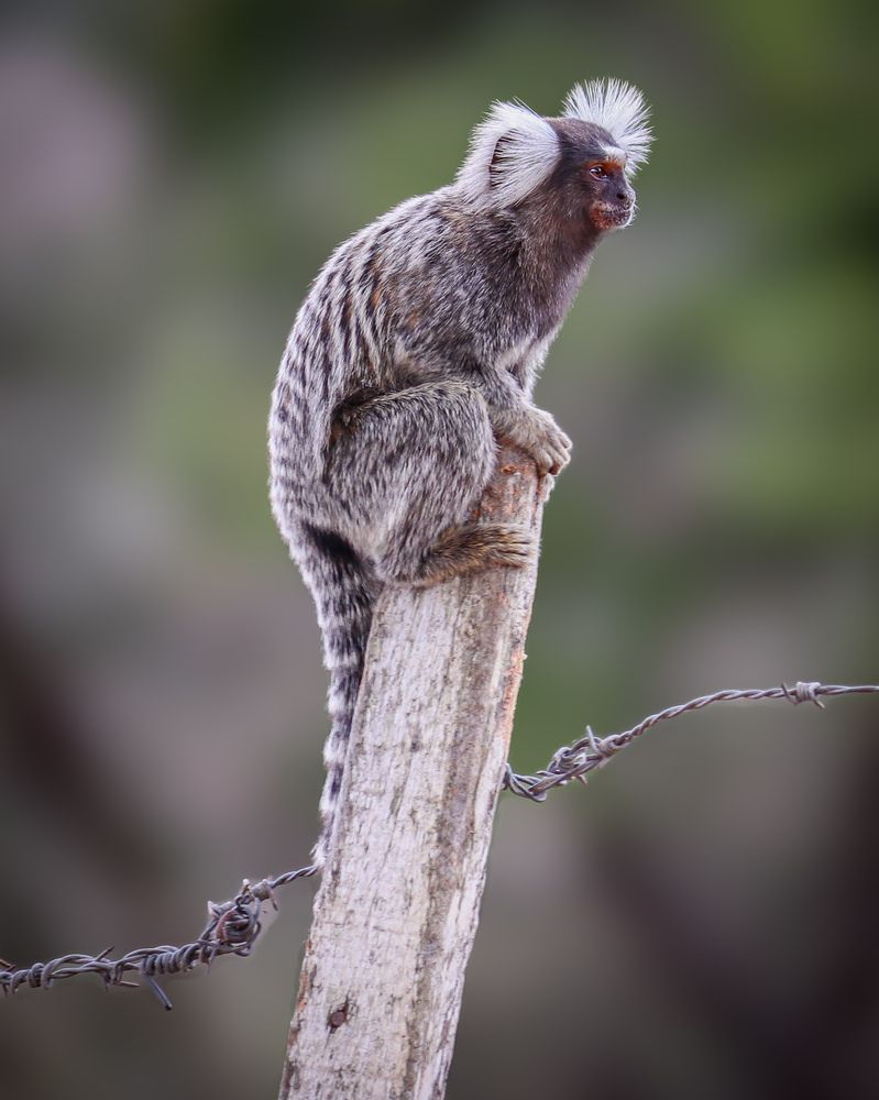 Photograph by Silvio José