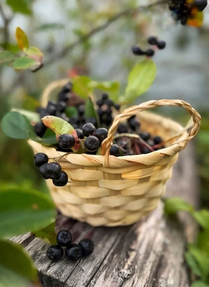 Черноплодная рябина