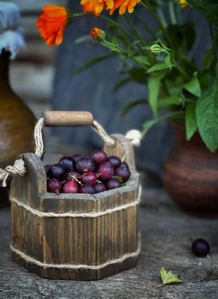 Крыжовник в ведре