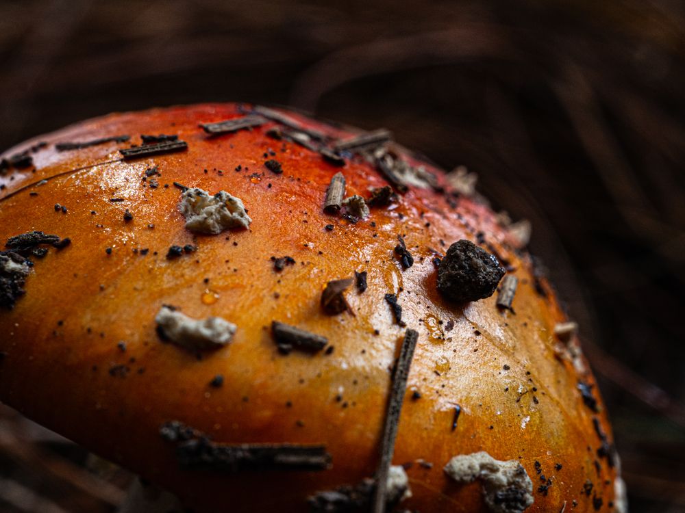 Фотография автора Camilo Rojas