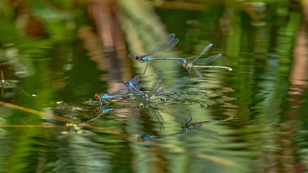 Брачные игры стрекоз.