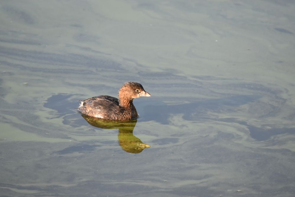 Фотография автора Carolina Mellado