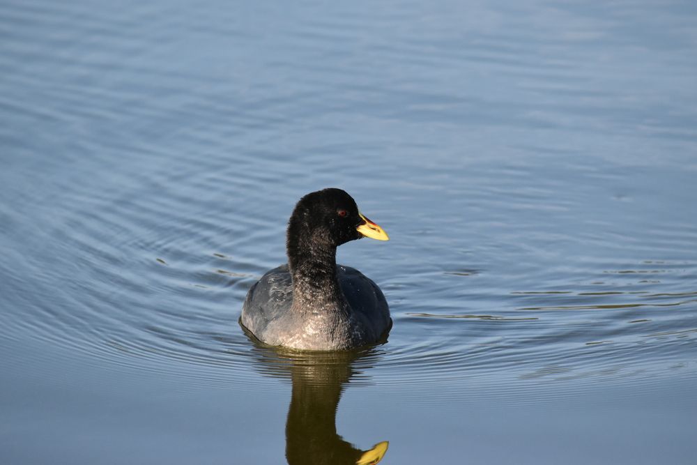 Фотография автора Carolina Mellado