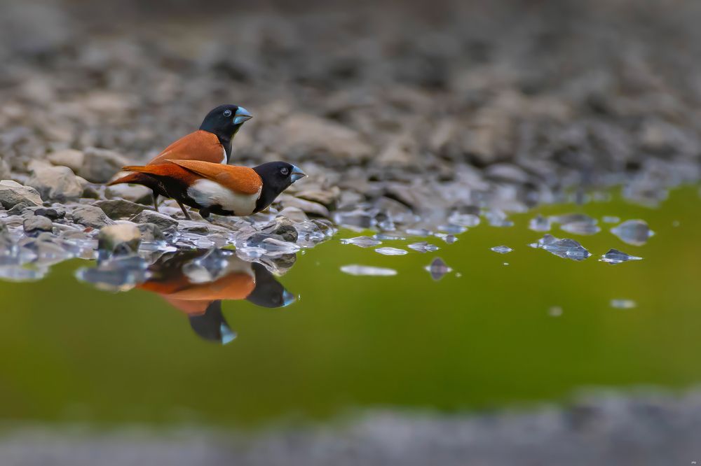 Photograph by Prabhat Ghosh