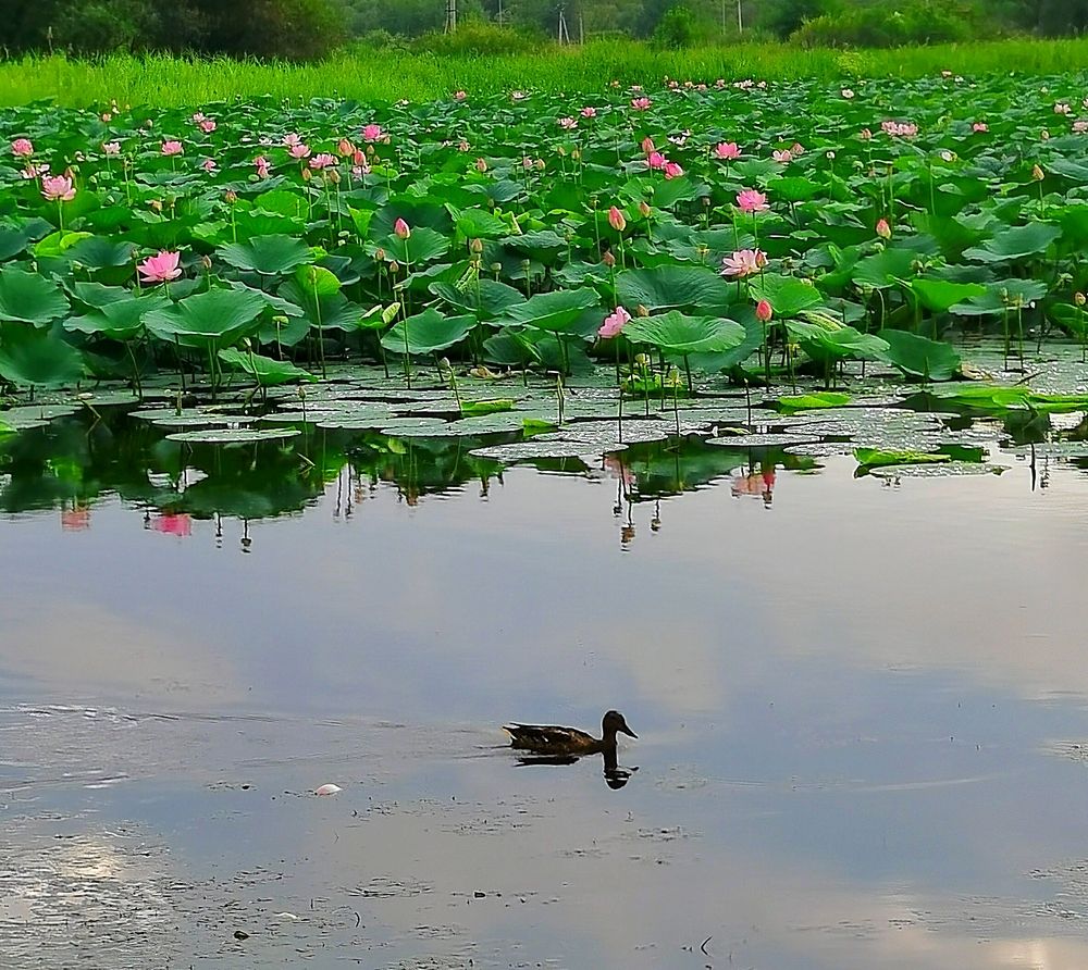 Photograph by НаталиЯ К.