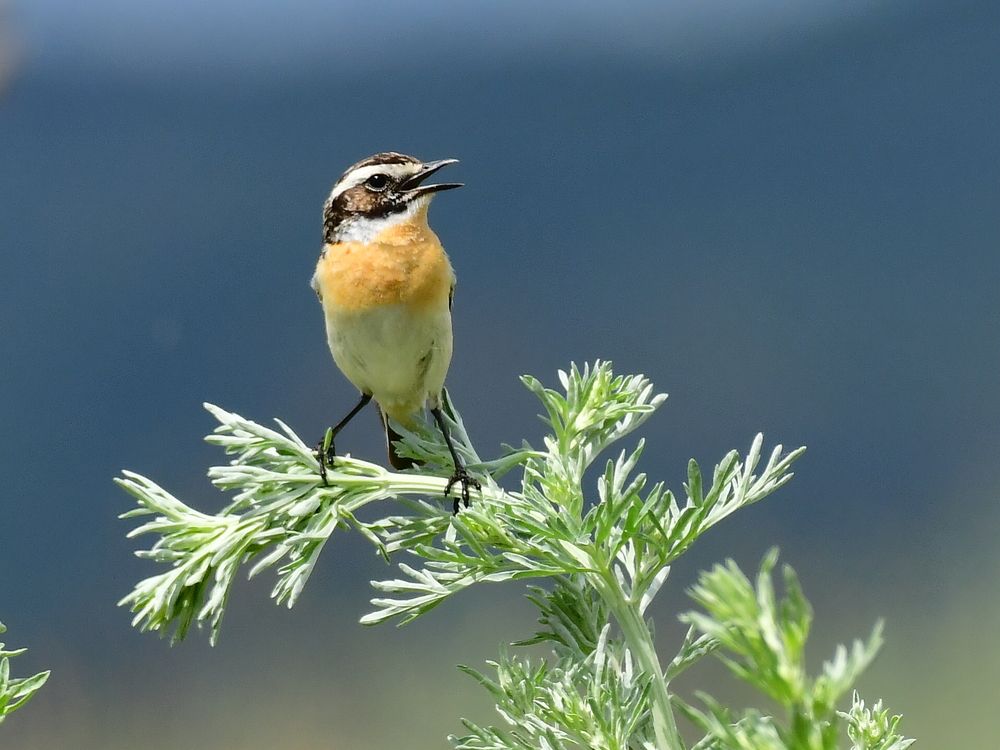 Photograph by Николай Абакумов