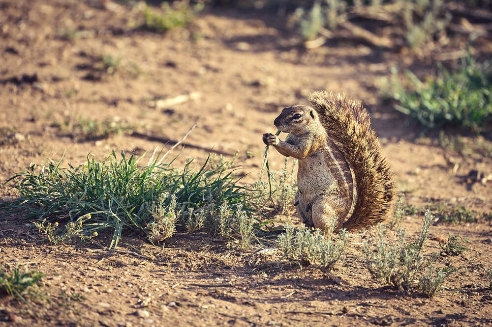 Photograph by Duc de Salier