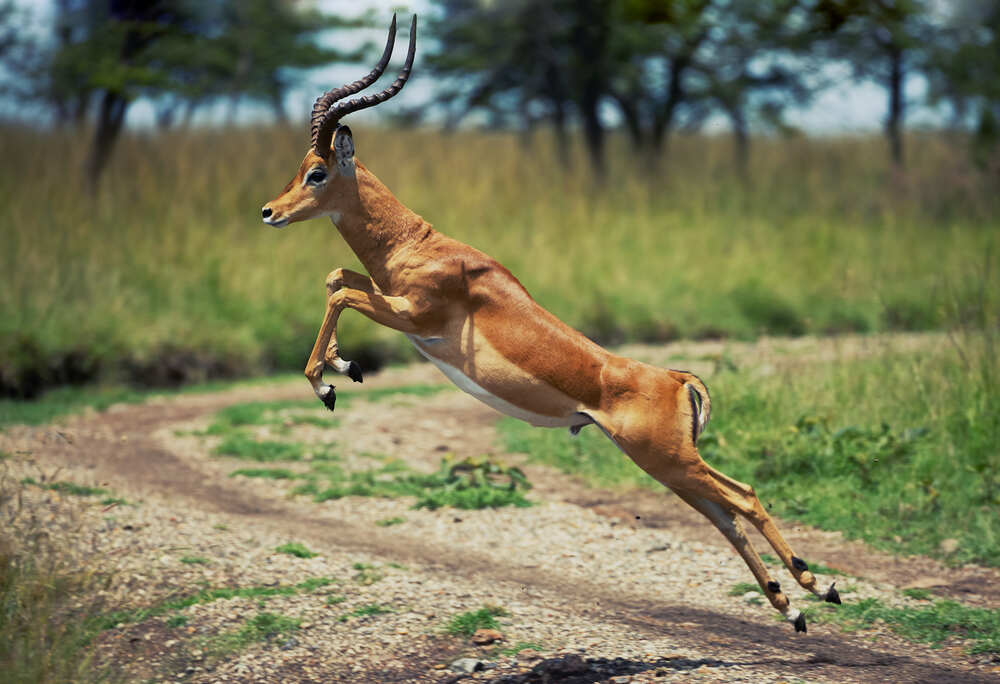 Photograph by Duc de Salier