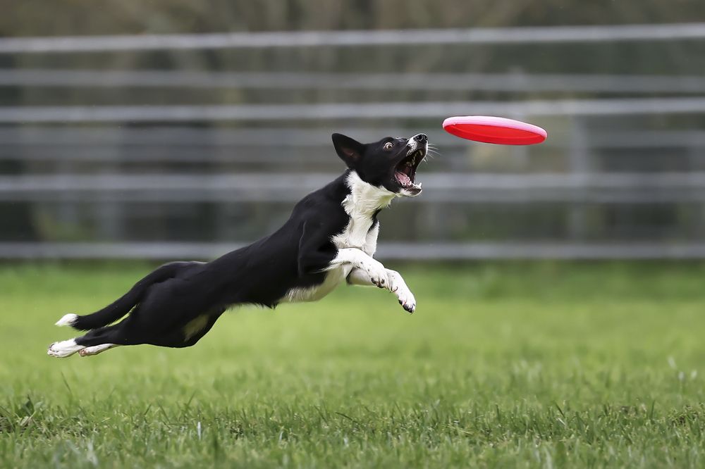 Photograph by Alessandro Grandoni