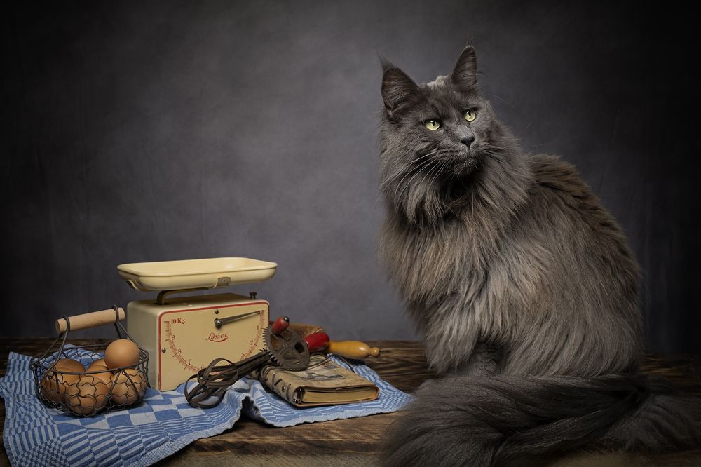 The Cook