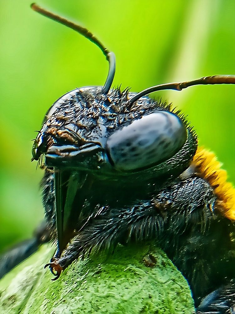 Carpenter Bee
