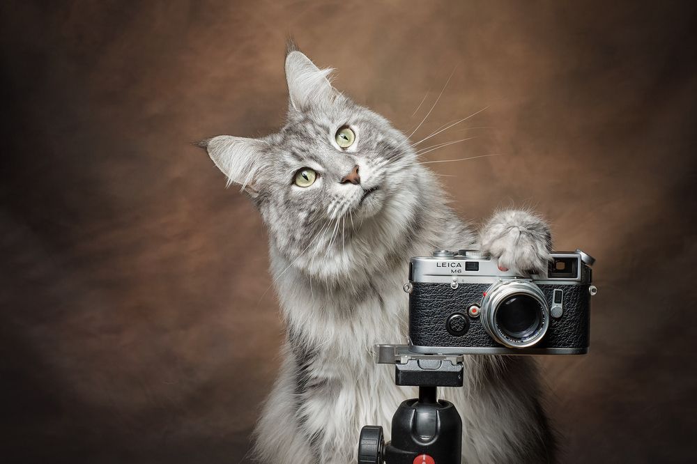 The Photographer