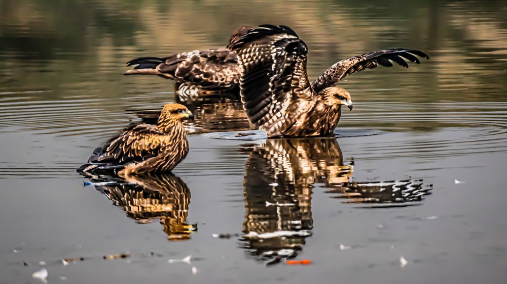 Фотография автора savitri Rawat