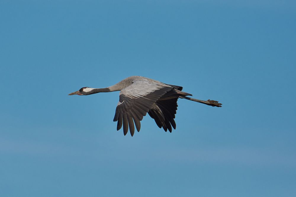 Grus grus