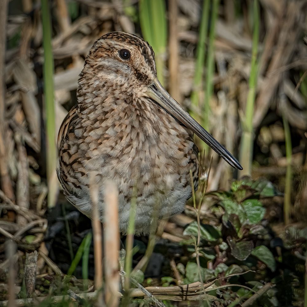Photograph by Andrea Barlotti