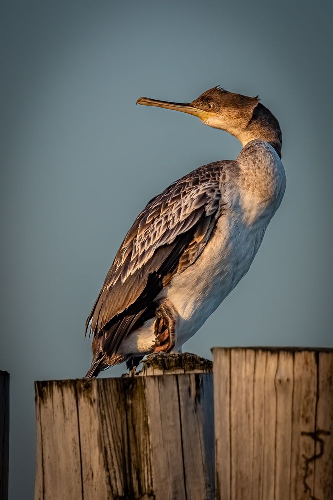 Photograph by Andrea Barlotti