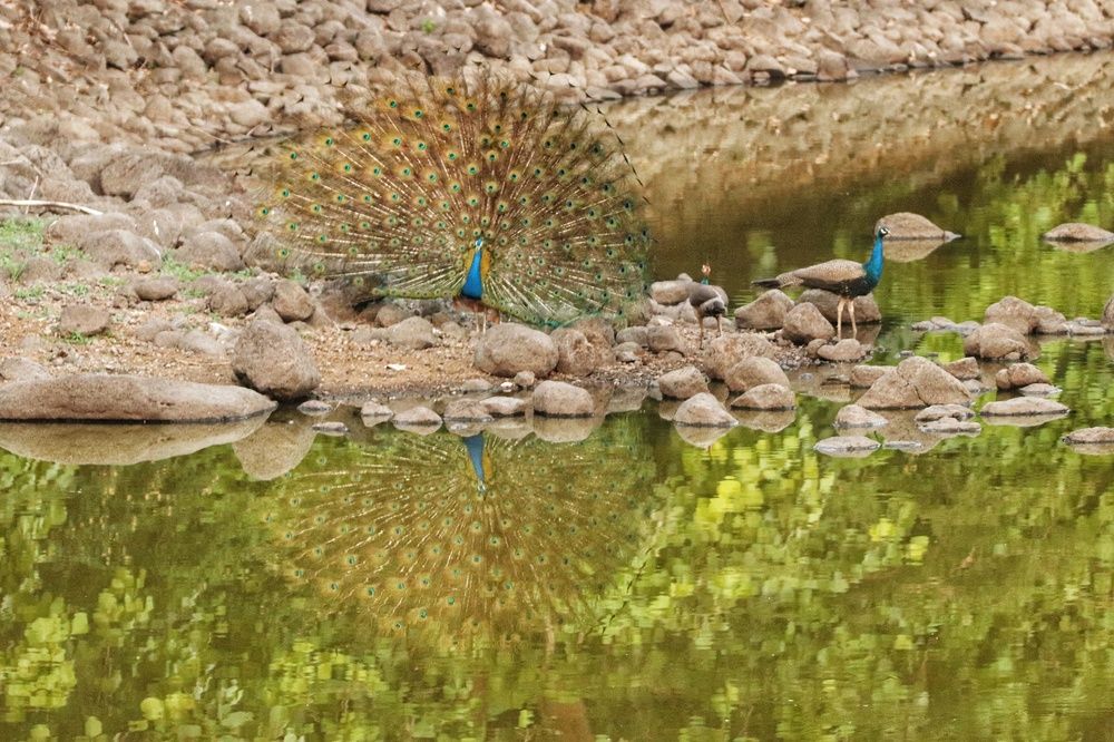 Indian peacock