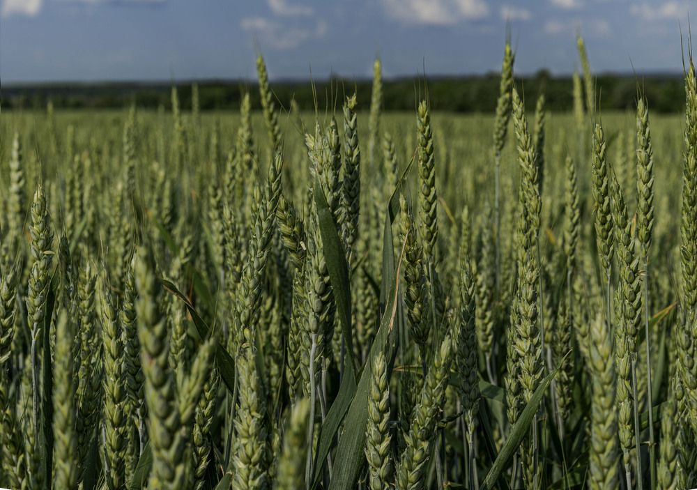 Фотография автора Sergey Smorchkov