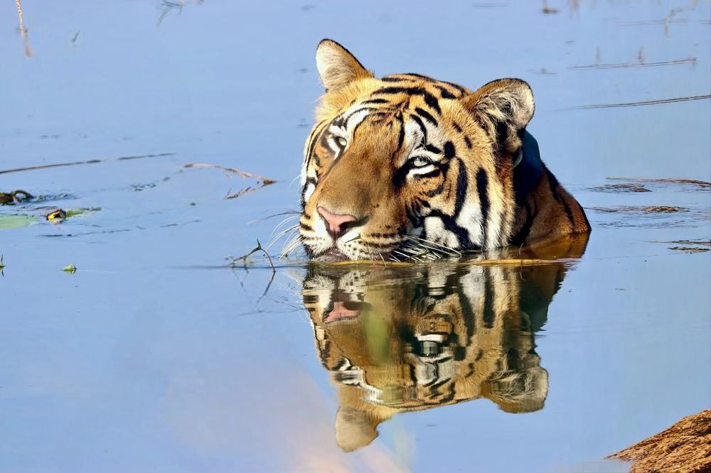 Male Tiger potrait