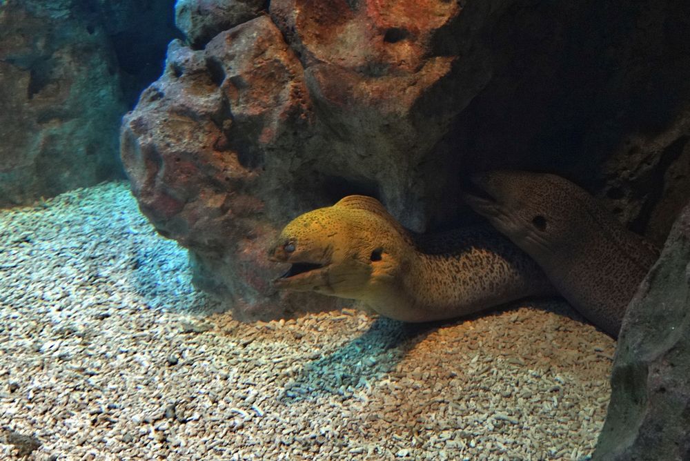 Мурены в пещере