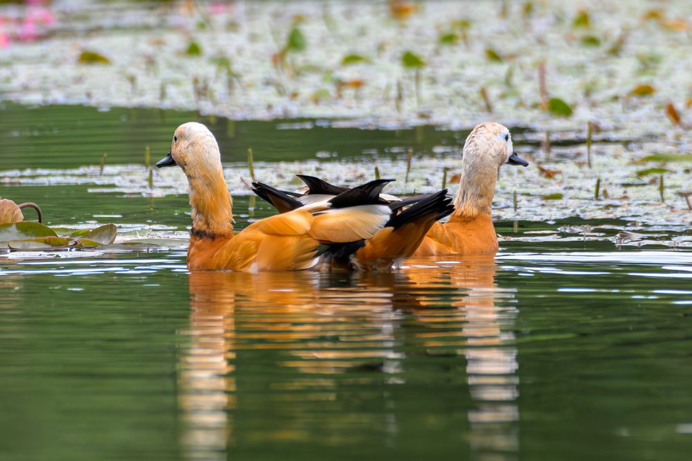 Photograph by Вячеслав Белов