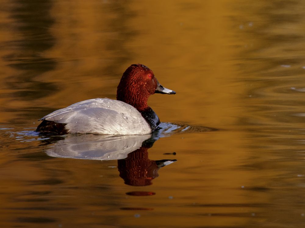 Photograph by Marko Stoickov