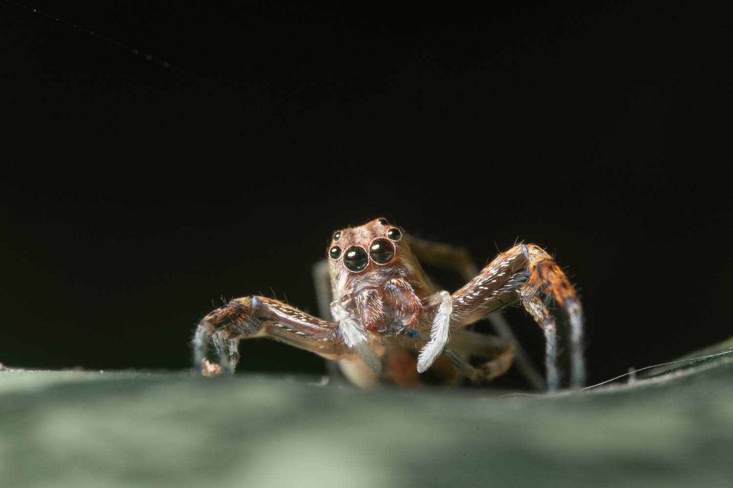 Portia spider
