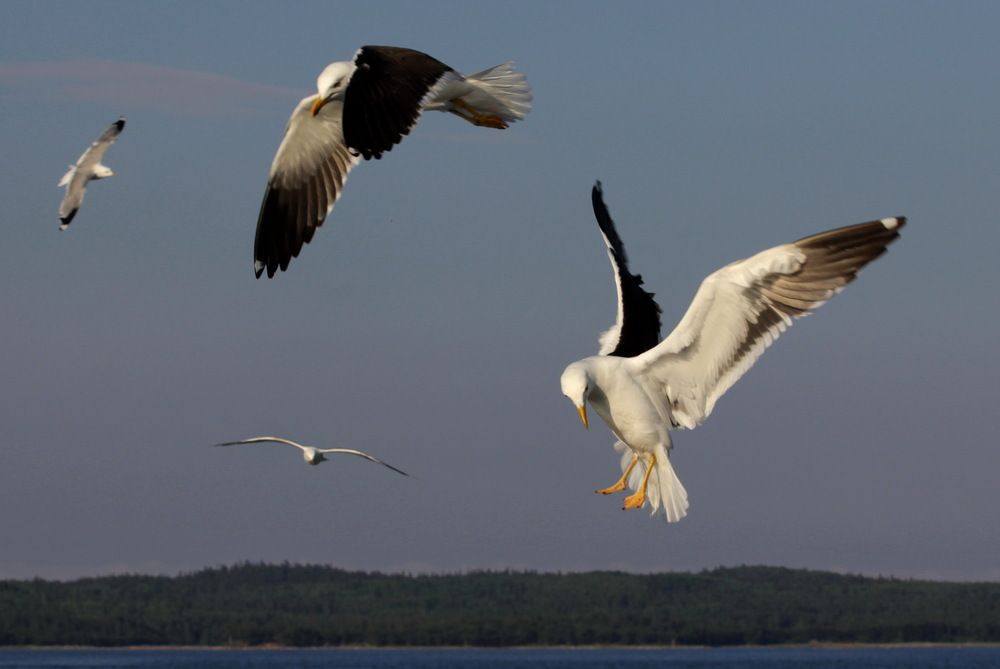 Photograph by Лада Денисова