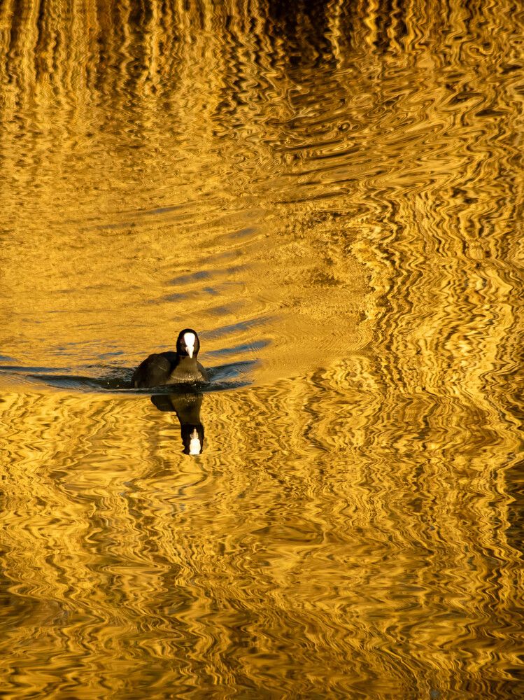 Photograph by Ирина Протченко