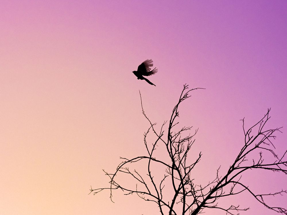 Photograph by Davoud Naeimi