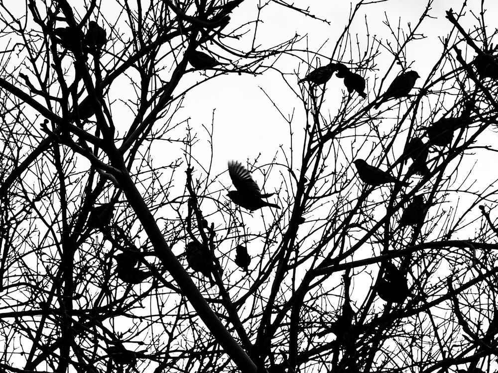 Photograph by Davoud Naeimi