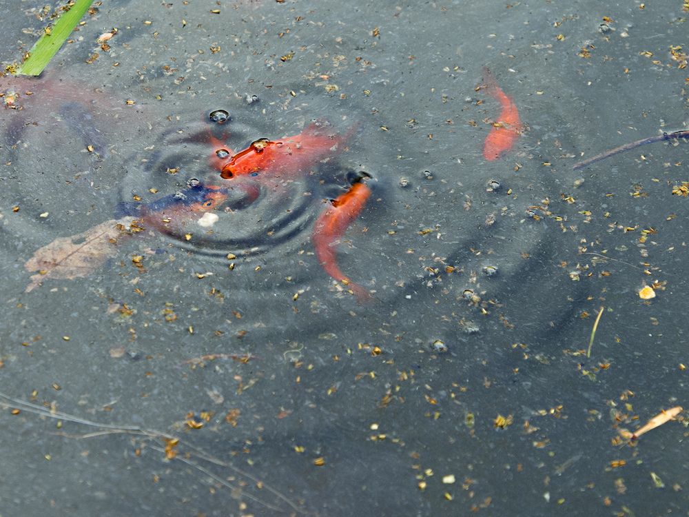 Photograph by Davoud Naeimi