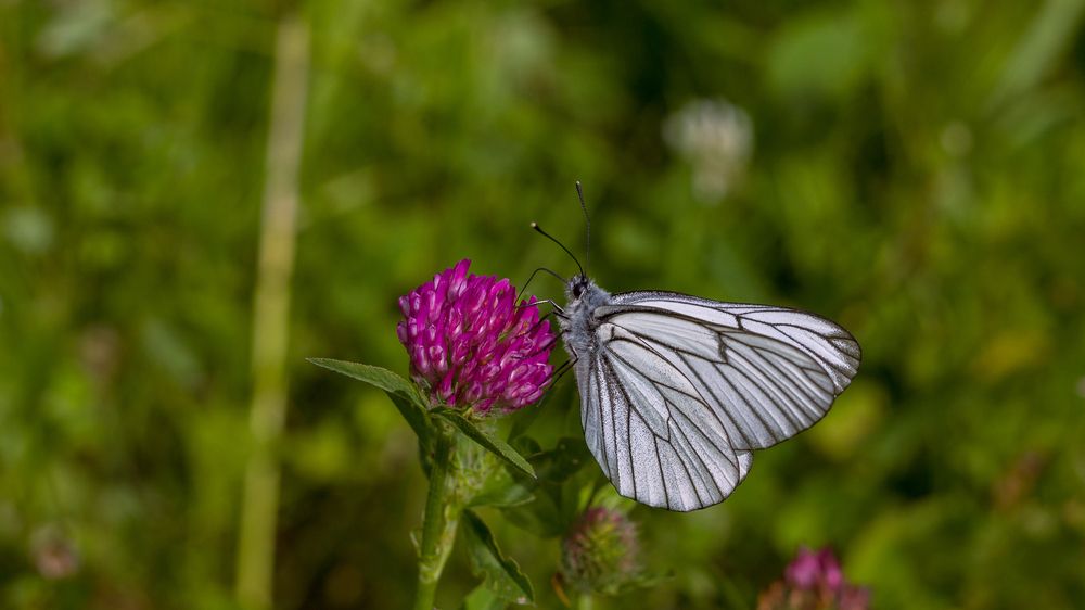 White butterfly/Белая бабочка